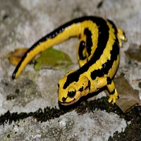 MXPLRS salamandra