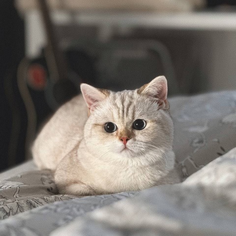 Даниэль Рузавин